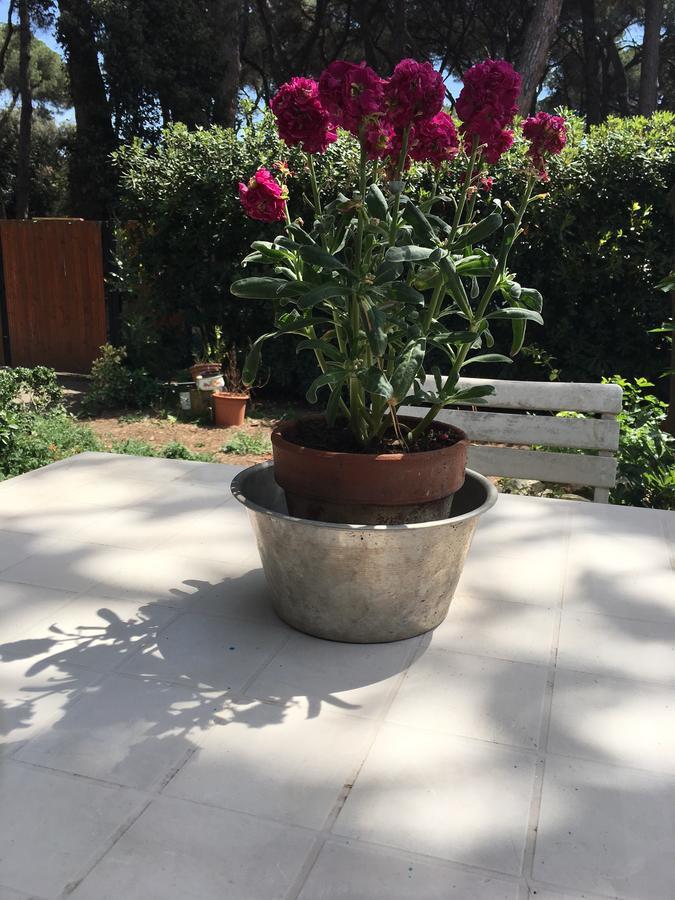 La Casa Di Nataly Bed & Breakfast Fregenae Dış mekan fotoğraf